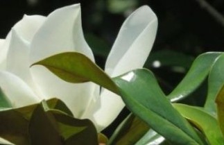 Afbeelding Laurierbladige Magnolia - Magnolia grandiflora