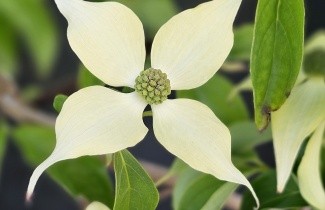 Afbeelding Japanse grootbloemige kornoelje 'Robert's Select' - Cornus kousa 'Robert's Select'