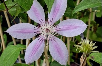 Afbeelding Bosrank 'Nelly Moser' - Clematis montana 'Nelly Moser'