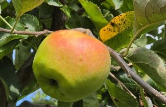 Afbeelding Appel 'Jonagold' - Malus domestica 'Jonagold'