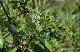 Afbeelding Laurierkers - Prunus laurocerasus 'Caucasica'