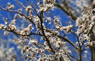 Afbeelding Sleedoorn - Prunus spinosa