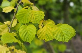 Afbeelding Geelbladige hazelaar - Corylus avellana 'Aurea'