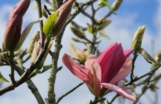 Afbeelding Magnolia 'Daybreak' - Magnolia 'Daybreak'