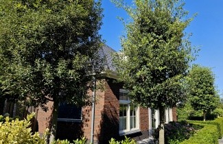 Afbeelding Steeneik - Quercus ilex