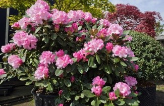 Afbeelding Rododendron 'Silberwolke' - Rhododendron yakushimanum 'Silberwolke'