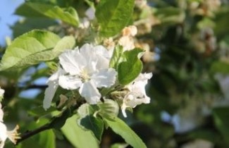 Afbeelding Appel 'Zoete Ermgaard'  - Malus domestica 'Zoete Ermgaard'