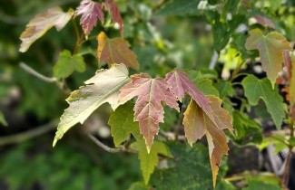 Afbeelding Rode Esdoorn - Acer rubrum