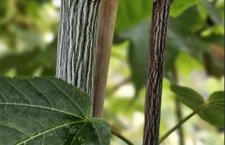 Afbeelding Chinese Esdoorn - Acer davidii