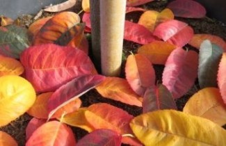 Afbeelding Krentenboompje 'Rainbow Pillar' - Amelanchier canadensis 'Rainbow Pillar'