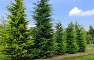 Afbeelding Leylandcypres - Cupressocyparis leylandii
