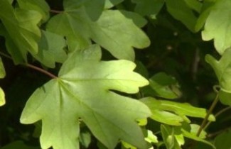 Afbeelding Veldesdoorn 'Queen Elizabeth' - Acer campestre 'Queen Elizabeth'