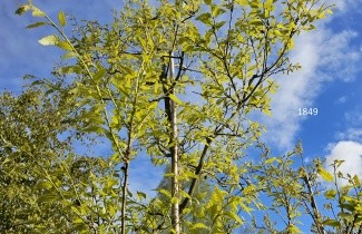 Afbeelding Wintergroene eik Kewensis - Quercus x kewensis