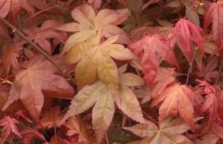 Afbeelding Japanse Esdoorn 'Beni Maiko' - Acer palmatum 'Beni Maiko'