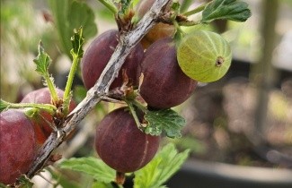Afbeelding Rode kruisbes 'Hinnonmacky Röd' - Ribes uva-crispa 'Hinnonmacky Röd'