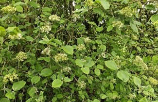 Afbeelding Wollige sneeuwbal - Viburnum lantana