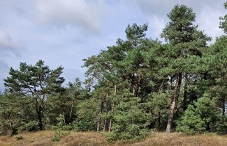 Afbeelding Grove Den - Pinus sylvestris
