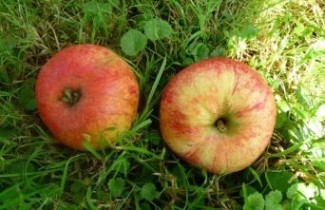 Afbeelding Appel 'Beauty of Bath' - Malus domestica 'Beauty of Bath'