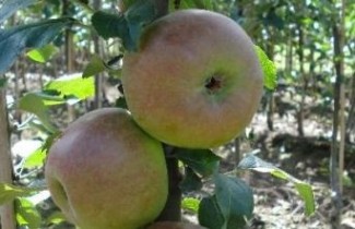 Afbeelding Appel 'Brabant Bellefleur' - Malus domestica 'Brabant Bellefleur'
