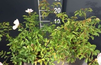 Afbeelding Heesterroos 'Ice Meidiland' - Rosa (H) Ice Meidiland