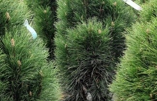 Afbeelding Zwarte den - Pinus nigra 'Green Tower'