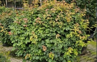 Afbeelding Veldesdoorn - Acer campestre