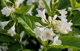 Afbeelding Weigela 'Candida' - Weigela 'Candida'