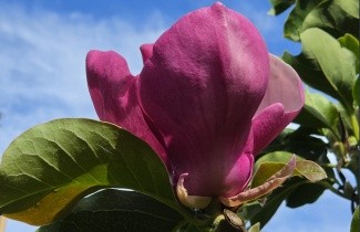 Afbeelding Magnolia 'Lennei' - Magnolia soulangeana 'Lennei'
