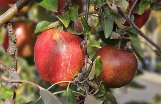 Afbeelding Appel 'Braeburn' - Malus domestica 'Braeburn'