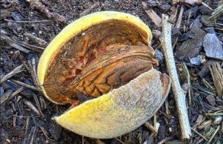 Afbeelding Amandel - Prunus dulcis