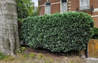 Afbeelding Blauwe Californische cypres - Chamaecyparis lawsoniana 'Columnaris'
