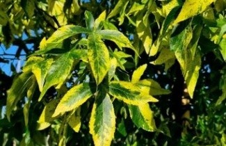 Afbeelding Amberboom 'Aurea' - Liquidambar styraciflua 'Aurea'