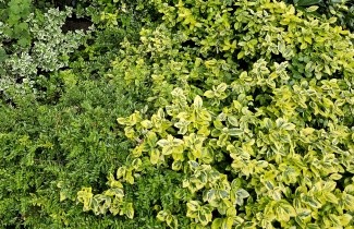 Afbeelding Kardinaalsmuts 'Emerald'n Gold' - Euonymus fortunei 'Emerald'n Gold'