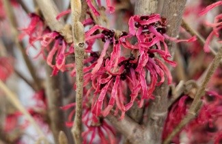 Afbeelding Toverhazelaar 'Feuerzauber' - Hamamelis intermedia 'Feuerzauber'