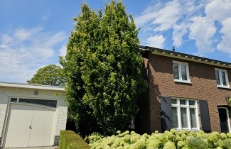 Afbeelding Beuk 'Dawyck' - Fagus sylvatica 'Dawyck'