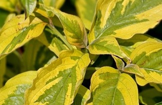 Afbeelding Veelbloemige kornoelje 'Sunset' - Cornus florida 'Sunset'
