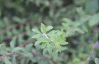 Afbeelding Spierstruik arguta - Spiraea arguta