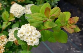 Afbeelding Spierstruik 'Tor' - Spiraea betulifolia 'Tor'