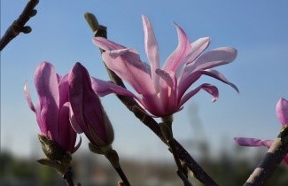 Afbeelding Magnolia 'Leonard Messel' - Magnolia loebneri 'Leonard Messel'