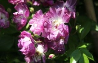 Afbeelding Roos 'Veilchenblau' - Rosa 'Veilchenblau'