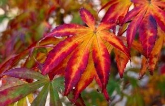 Afbeelding Japanse Esdoorn 'Fior d'Arancio' - Acer palmatum 'Fior d'Arancio'