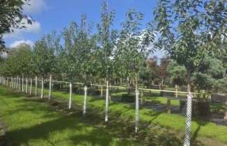 Afbeelding Kers "Sunburst" - Prunus avium 'Sunburst'