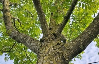 Afbeelding Vleugelnoot - Pterocarya fraxinifolia