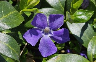 Afbeelding Kleine Maagdenpalm blauw - Vinca minor