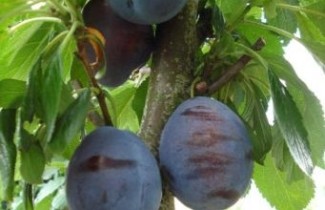 Afbeelding Pruim "Valor" - Prunus domestica 'Valor'