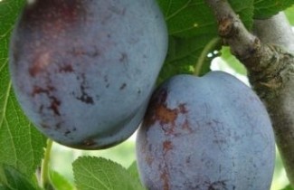 Afbeelding Pruim "Voyageur" - Prunus domestica 'Voyageur'