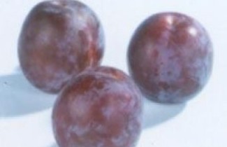 Afbeelding Pruim "Vroege Tolse" - Prunus domestica 'Vroege Tolse'