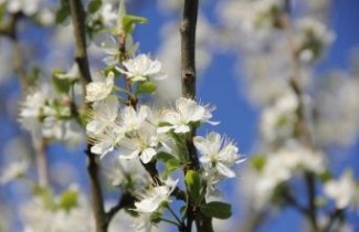 Afbeelding Pruim "Washington" - Prunus domestica 'Washington'