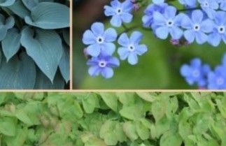 Afbeelding Borderpakket Onderhoudsarm A - Pakket OHA 24 planten