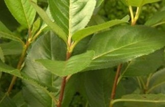Afbeelding Zwarte Appelbes - Aronia melanocarpa